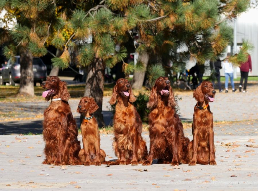 irish red setter