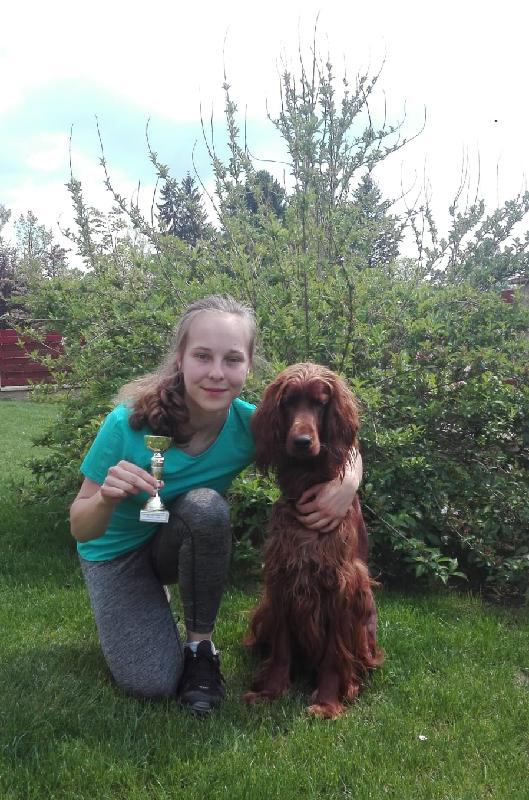 irish red setter
