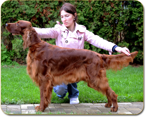 ARTEMIS ELIMAR DOUBRAVA irish setter