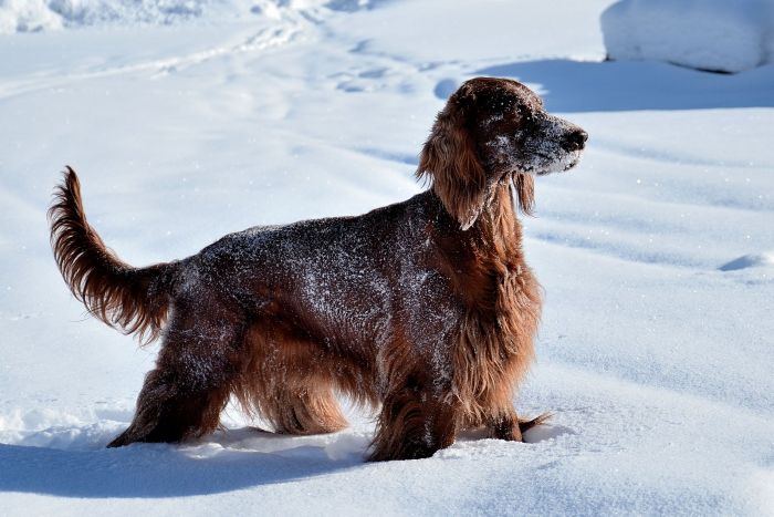 ARTEMIS ELIMAR DOUBRAVA irish red setter