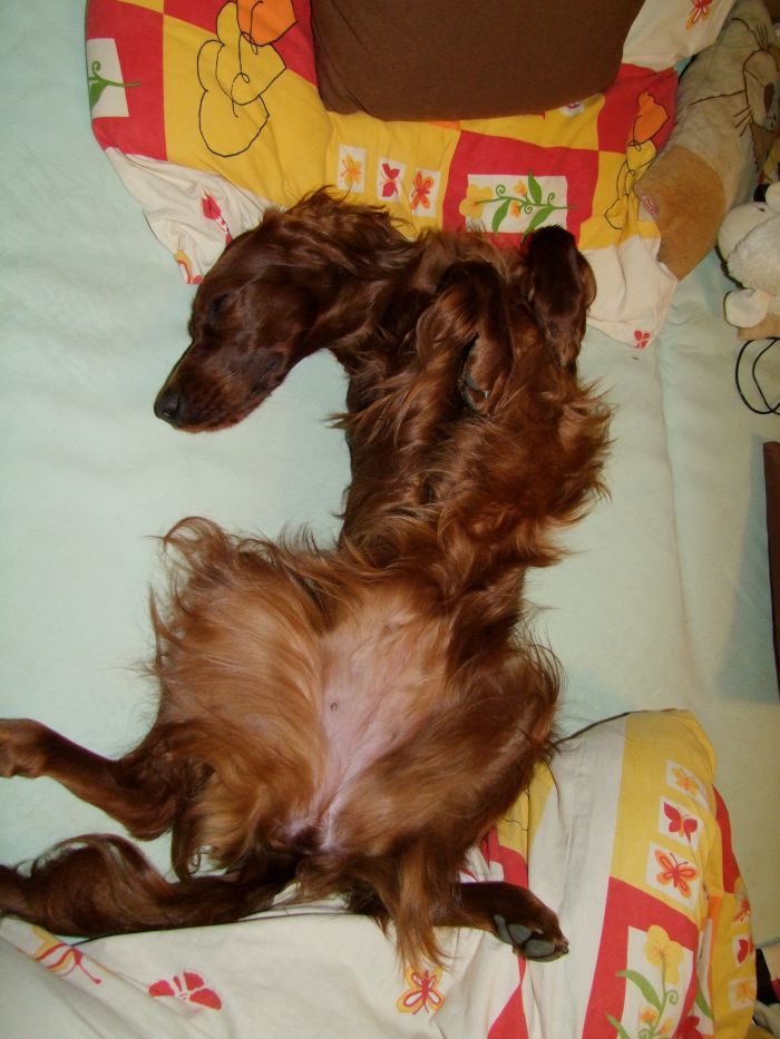 ARTEMIS ELIMAR DOUBRAVA irish red setter