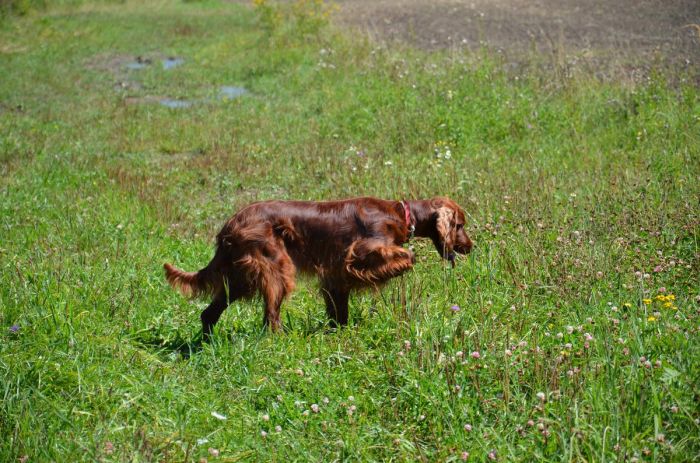 ARTEMIS ELIMAR DOUBRAVA irish red setter