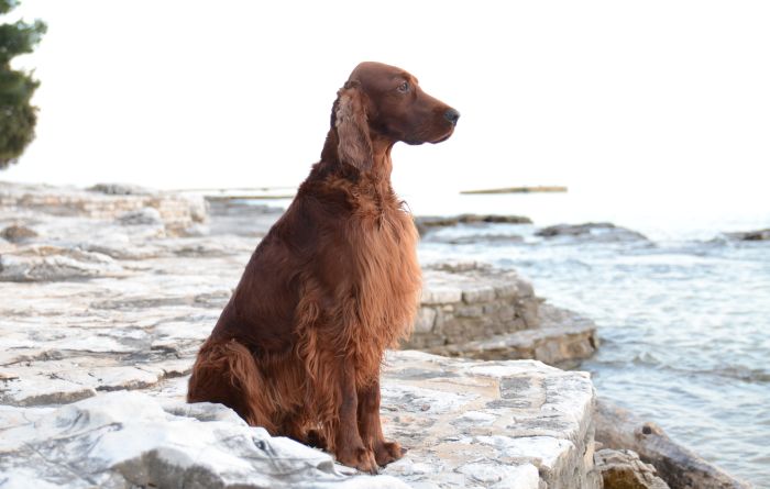 ARTEMIS ELIMAR DOUBRAVA irish red setter