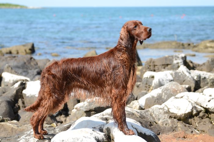 ARTEMIS ELIMAR DOUBRAVA irish red setter