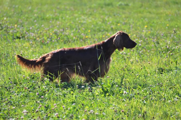 ARTEMIS ELIMAR DOUBRAVA irish red setter