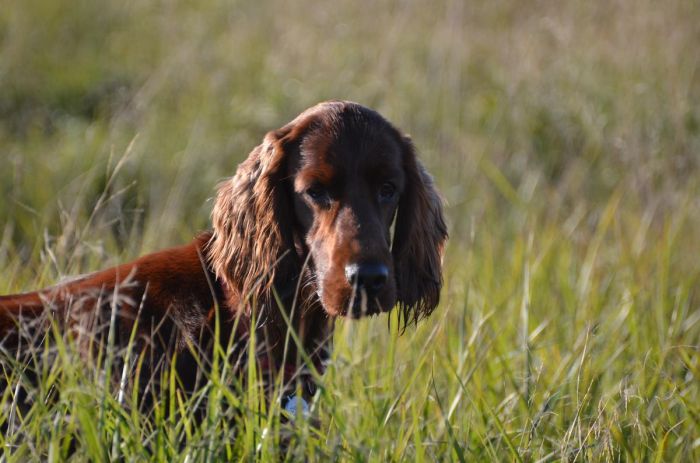 ARTEMIS ELIMAR DOUBRAVA irish red setter