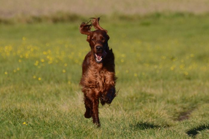 ARTEMIS ELIMAR DOUBRAVA irish red setter