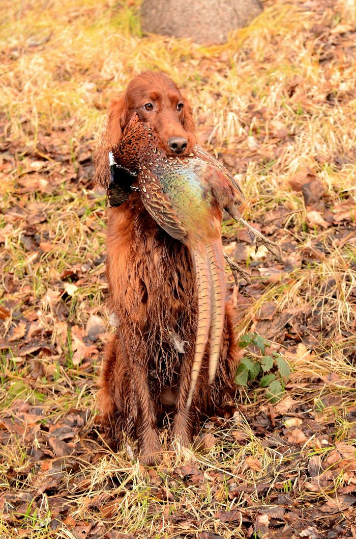 ARTEMIS ELIMAR DOUBRAVA irish red setter