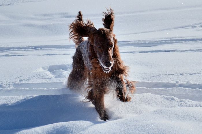 ARTEMIS ELIMAR DOUBRAVA irish red setter