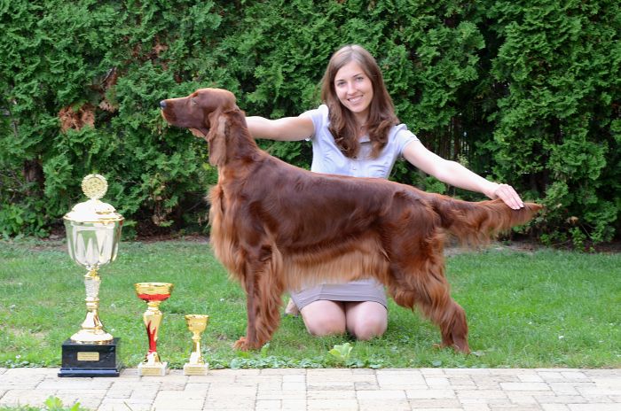 ARTEMIS ELIMAR DOUBRAVA irish red setter