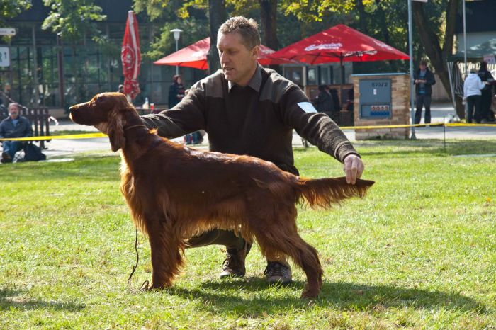 ARTEMIS ELIMAR DOUBRAVA irish red setter