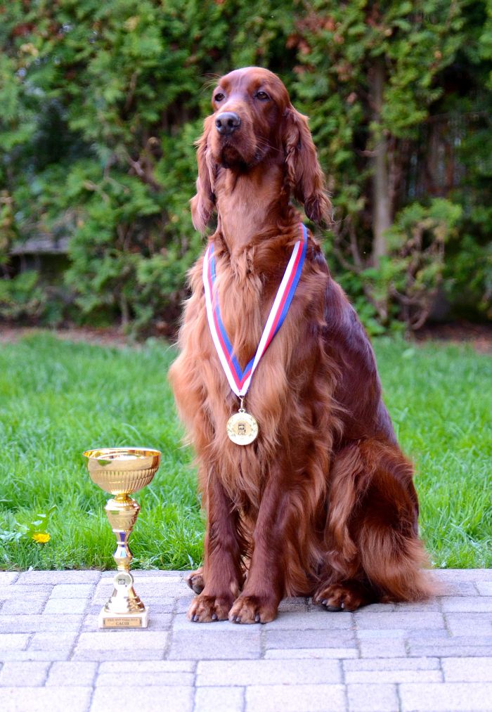 ARTEMIS ELIMAR DOUBRAVA irish red setter