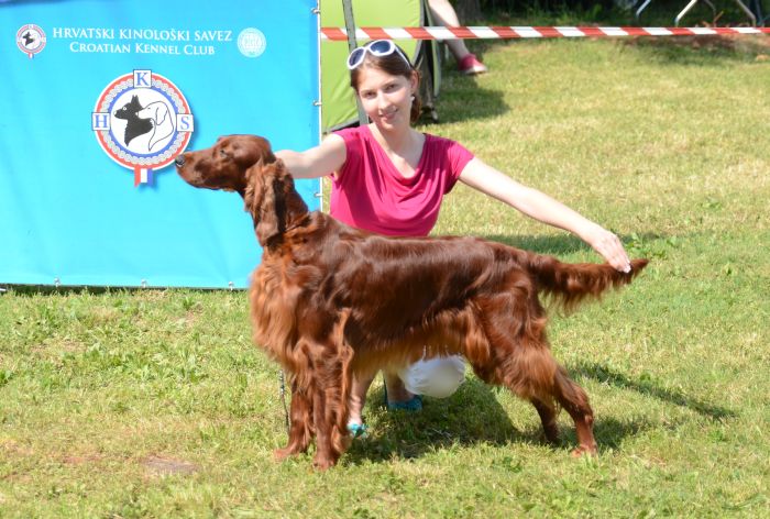 ARTEMIS ELIMAR DOUBRAVA irish red setter