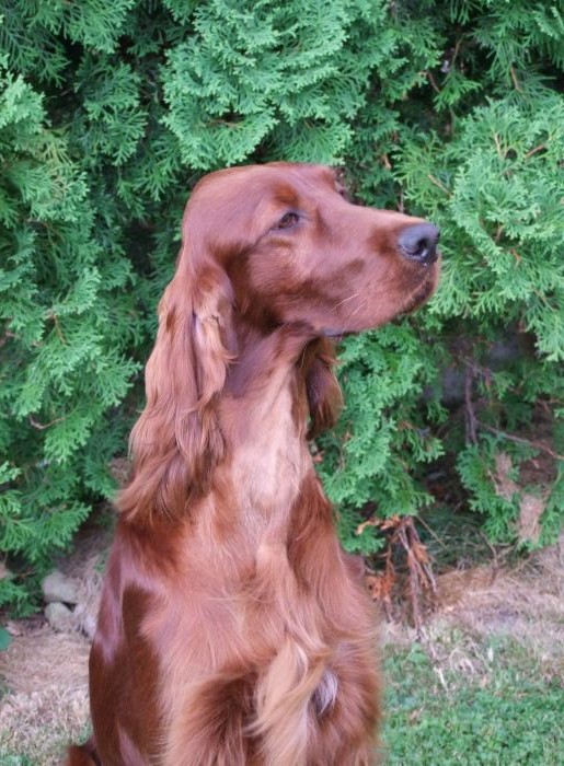 ARTEMIS ELIMAR DOUBRAVA irish red setter