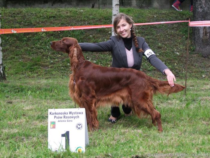 ARTEMIS ELIMAR DOUBRAVA irish red setter