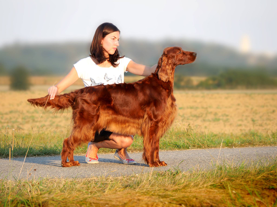 ARTEMIS ELIMAR DOUBRAVA irish red setter