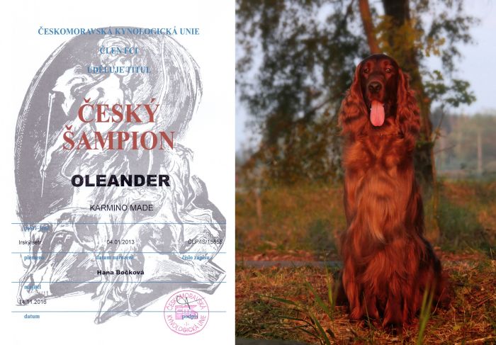 KARMINO MADE OLEANDER irish setter