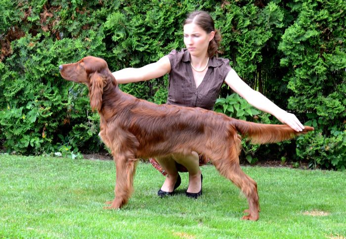 KARMINO MADE OLEANDER irish setter