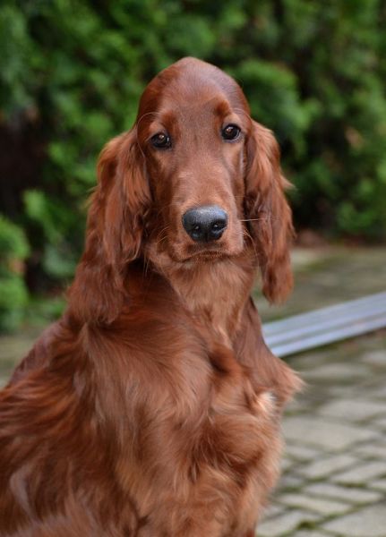 KARMINO MADE OLEANDER irish setter