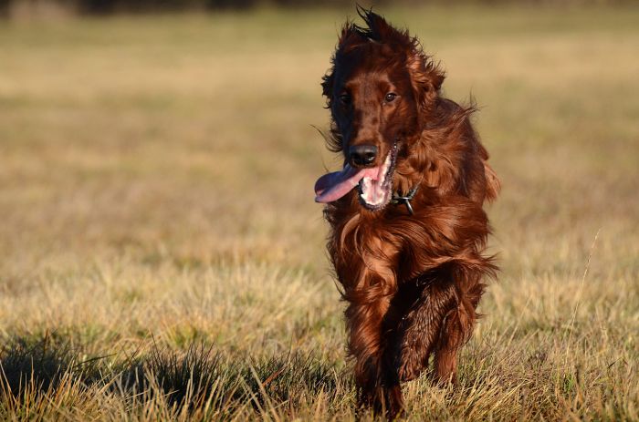 KARMINO MADE OLEANDER irish setter