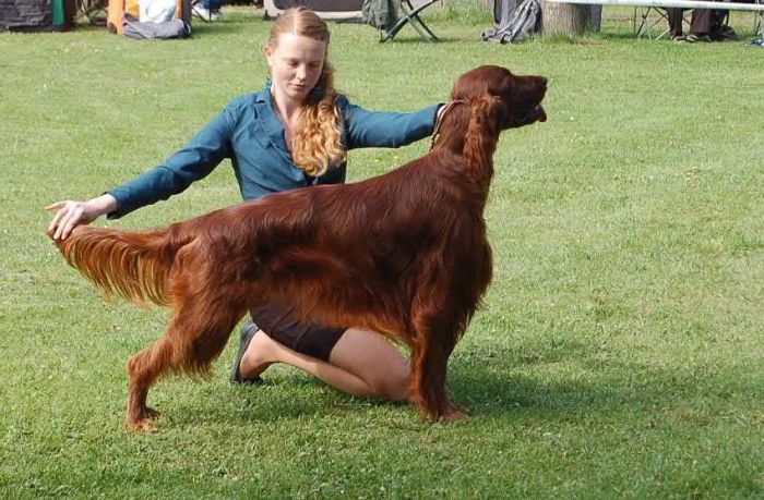 KARMINO MADE OLEANDER irish setter