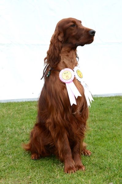 KARMINO MADE OLEANDER irish setter