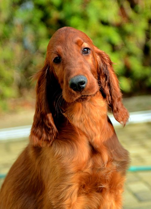 KARMINO MADE OLEANDER irish setter