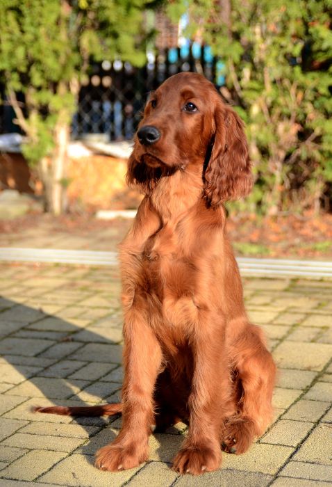 KARMINO MADE OLEANDER irish setter