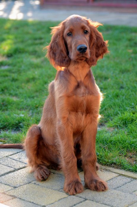 KARMINO MADE OLEANDER irish setter