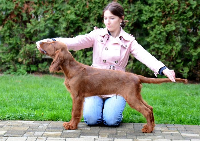 KARMINO MADE OLEANDER irish setter