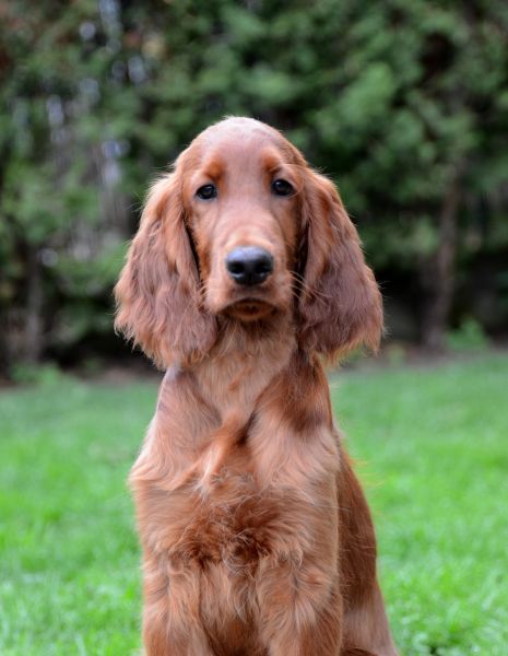 KARMINO MADE OLEANDER irish setter