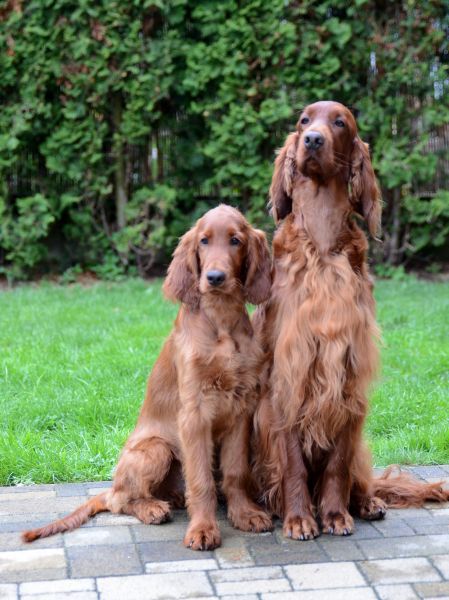 KARMINO MADE OLEANDER irish setter