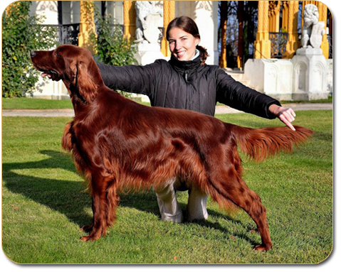 DOR Z HOSTECKCH VRCH irish setter