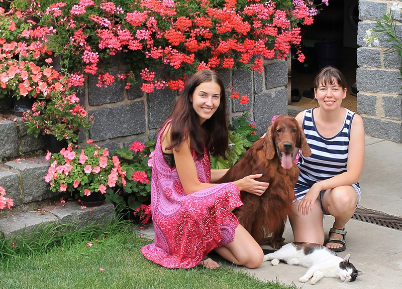 irish red setter
