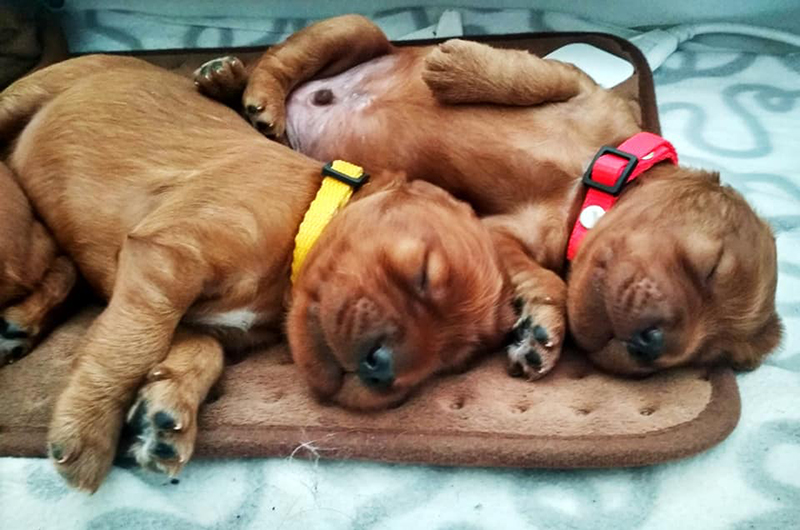irish red setter