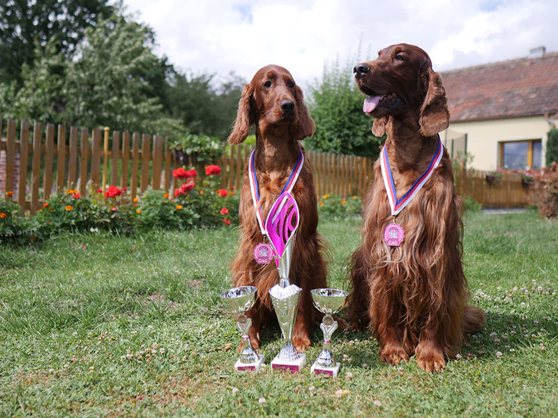 irish red setter