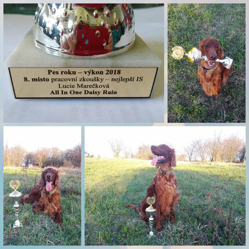 irish red setter