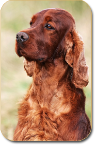 irish setter Aaron Arno Redweed 