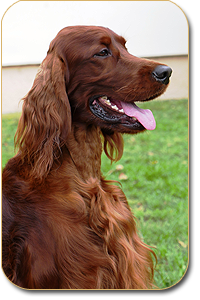 irish setter Agar Akimbo Daisy Rain