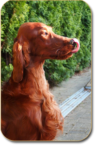 irish setter All In One Daisy Rain 