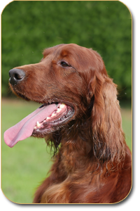 irish setter Almost Picasso Daisy Rain