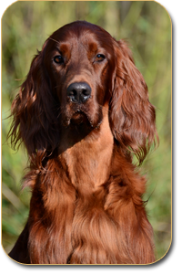 irish setter Amore Mio Daisy Rain