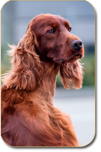 irish setter Andy Warhol Daisy Rain