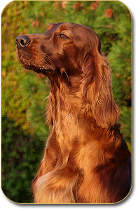 irish red setter Betty Barcley Daisy Rain 