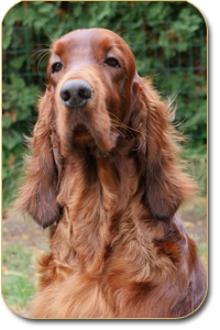 irish red setter Black Jack Daisy Rain 