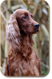 irish setter Daiquiri Daisy Rain