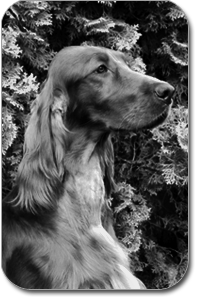 irish setter  Artemis Elimar Doubrava