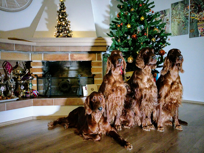 irish red setter