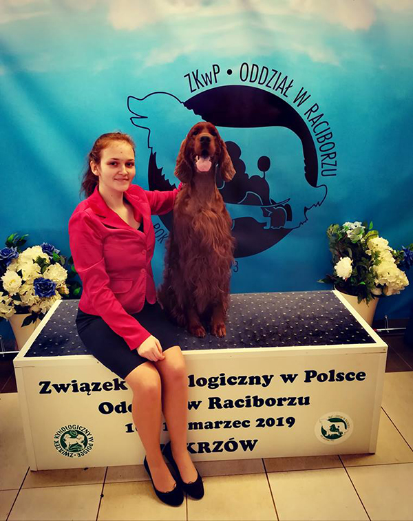 irish red setter