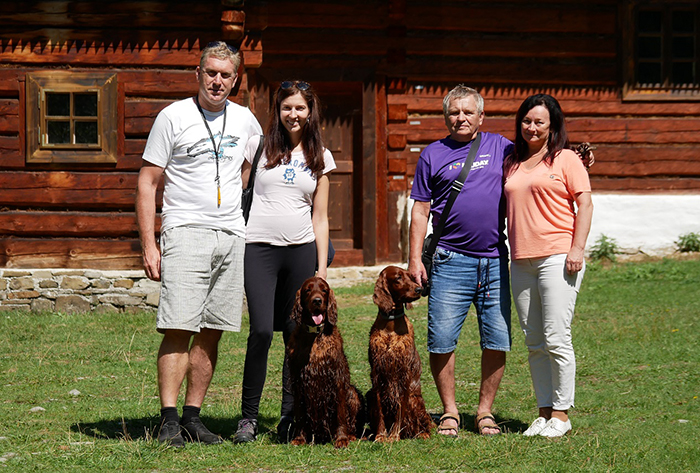 irish red setter